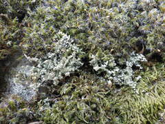 Cladonia squamosa