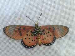 Acraea neobule neobule