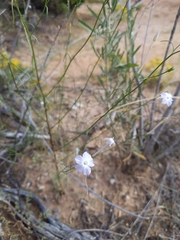 Ipomopsis longiflora