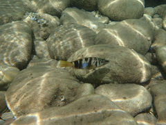 Serranus scriba