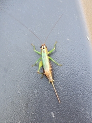 Conocephalus nigropleurum