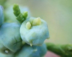 Juniperus scopulorum