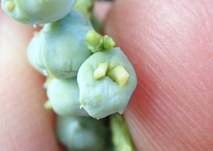 Juniperus scopulorum