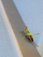 Conocephalus nigropleurum