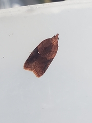 Acleris maccana