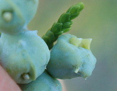 Juniperus scopulorum