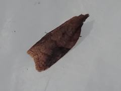 Acleris maccana