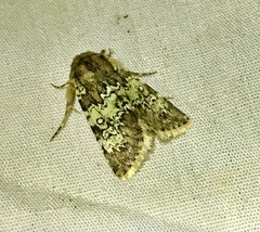 Hemibryomima chryselectra