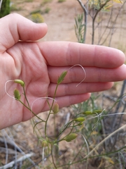 Ipomopsis longiflora