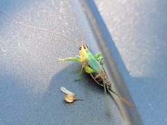 Conocephalus nigropleurum