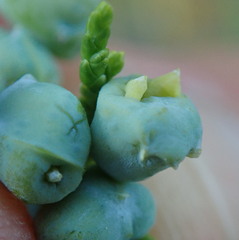 Juniperus scopulorum