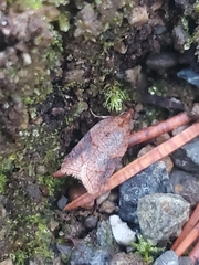Acleris maccana