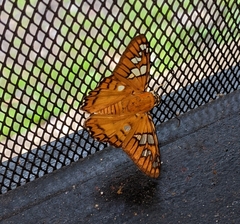 Myscelus amystis