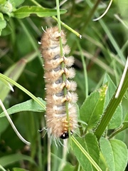 Pygarctia roseicapitis
