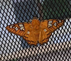 Myscelus amystis
