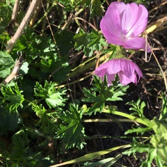 Malva moschata