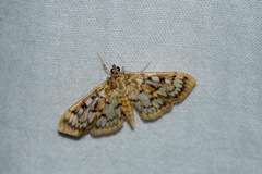 Herpetogramma thestealis