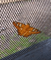 Myscelus amystis