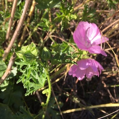 Malva moschata