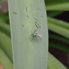 Condylostylus longicornis