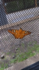 Myscelus amystis
