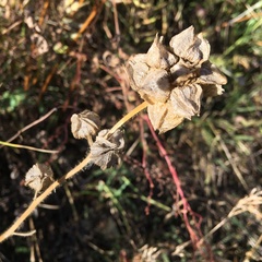 Malva moschata