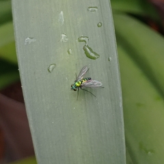 Condylostylus longicornis
