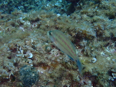 Symphodus tinca