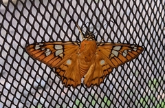 Myscelus amystis