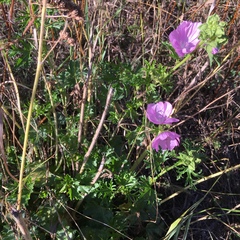 Malva moschata