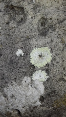 Protoparmeliopsis muralis