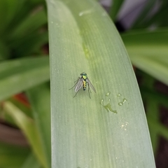 Condylostylus longicornis
