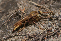 Asilus crabroniformis