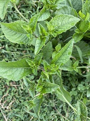 Elephantopus carolinianus