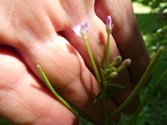 Epilobium parviflorum