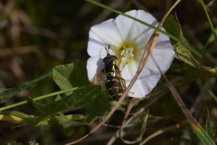 Chrysotoxum
