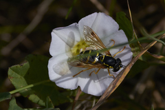 Chrysotoxum