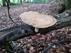 Polyporus tuberaster