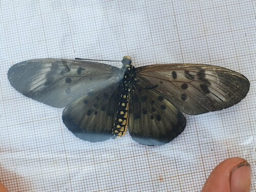 Southern Elegant Acraea