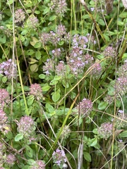 Thymus pulegioides