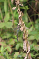 Aeshna tuberculifera