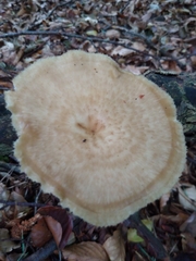 Polyporus tuberaster