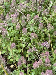 Thymus pulegioides