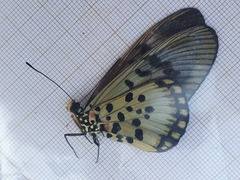 Acraea egina