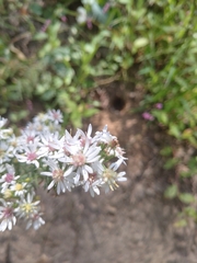 Symphyotrichum drummondii