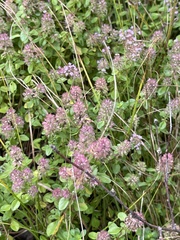 Thymus pulegioides