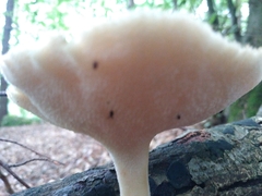 Polyporus tuberaster