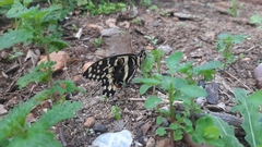 Papilio demodocus