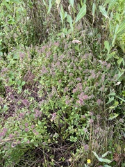 Thymus pulegioides
