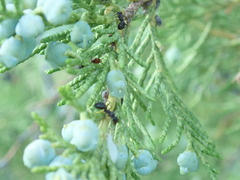 Juniperus scopulorum
